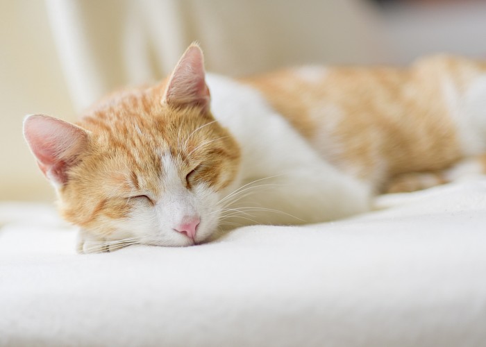 Vomiting in Cats