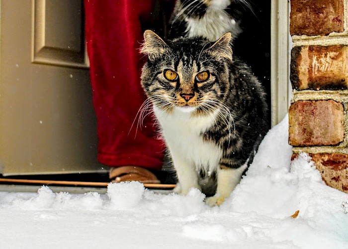 Keep Your Cat Warm in Winter