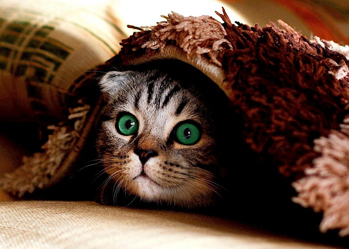 Cats and Fireworks