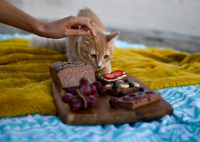 Household Hazards for Cats
