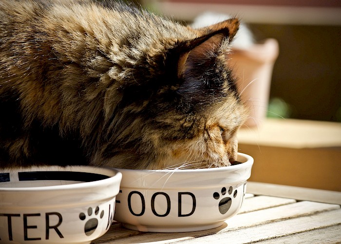 Cat Not Eating: Causes and Treatments