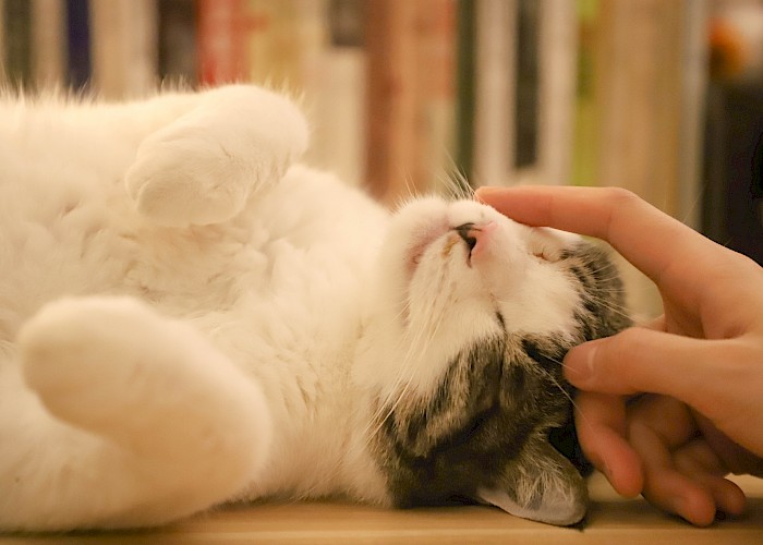 Cat Sitter Vacancies at The Cat Butler