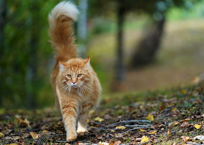 Keep Your Outdoor Cat Safe