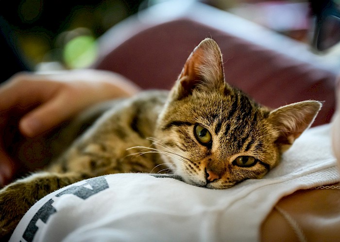 Respect Your Cat Day - March 28th