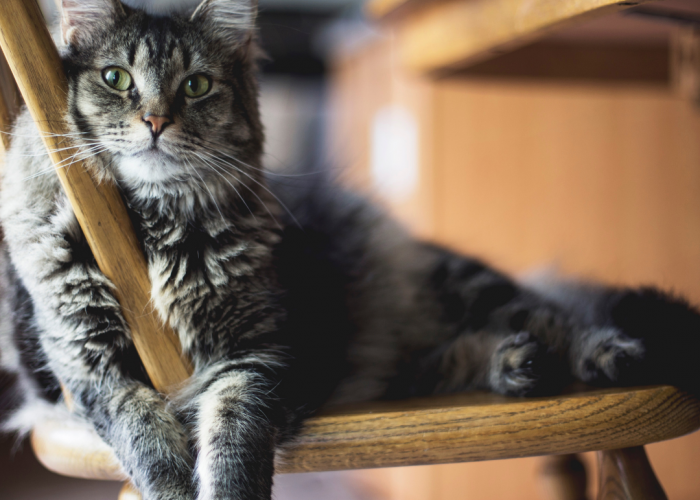 Helping Your Cat Cope With Change
