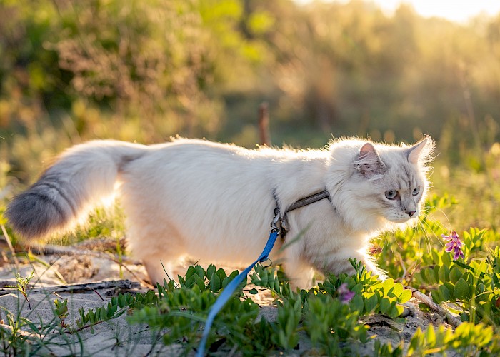 Should I Walk My Cat On a Lead?