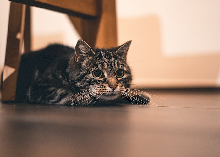 What To Do If Your Cat is Missing