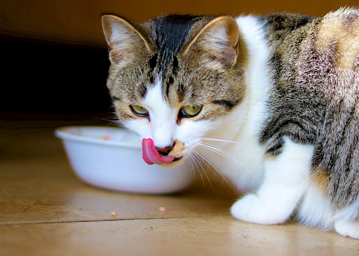Pancytopenia and Diet: What Do You Need to Know?