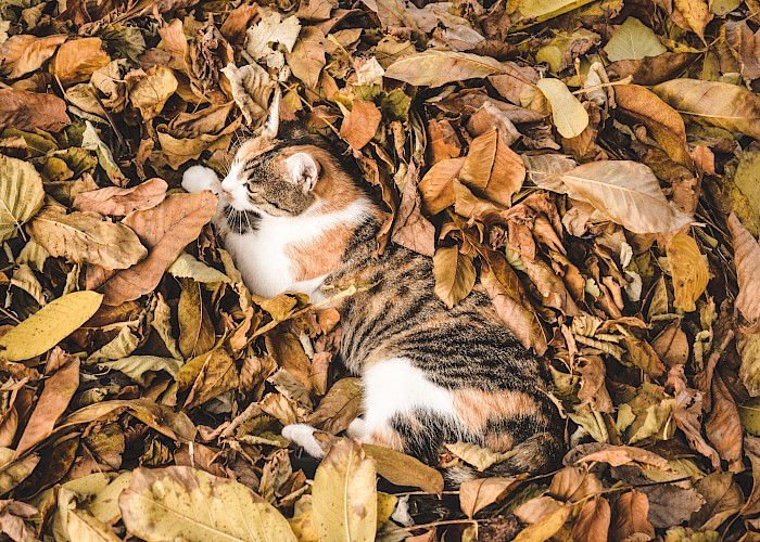 How Does the Change in Season Affect Your Cat?