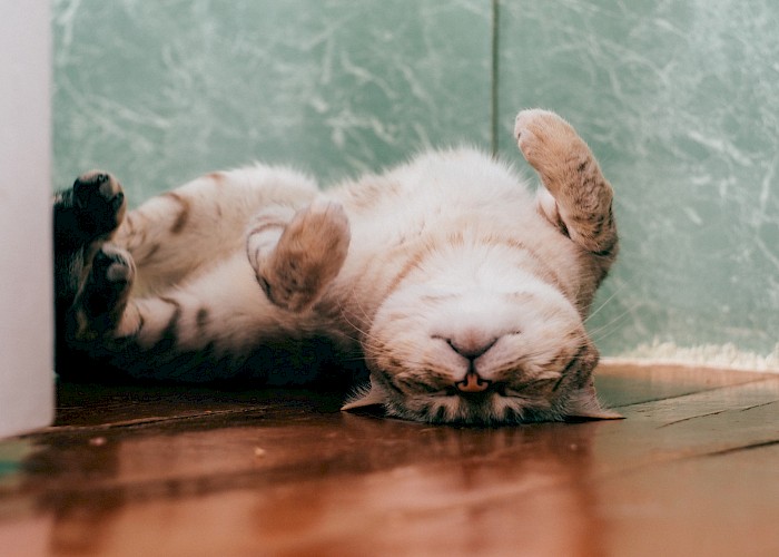 Cat Behaviour Explained