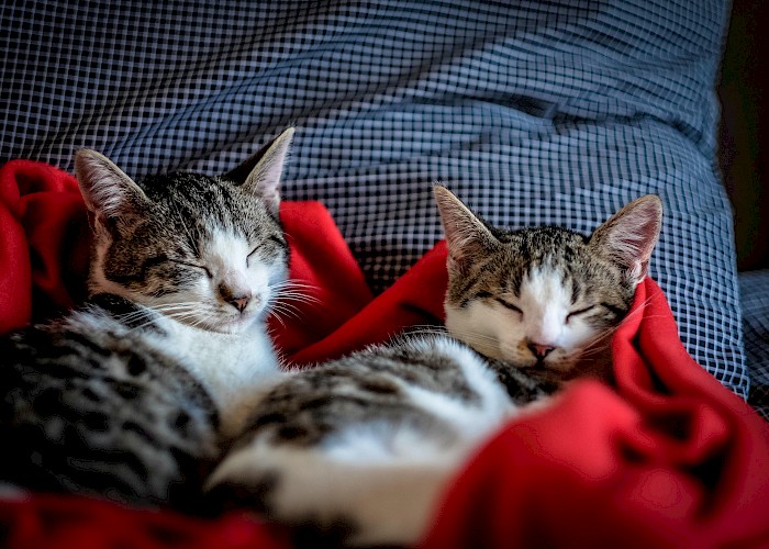 Oxford Cat Owners
