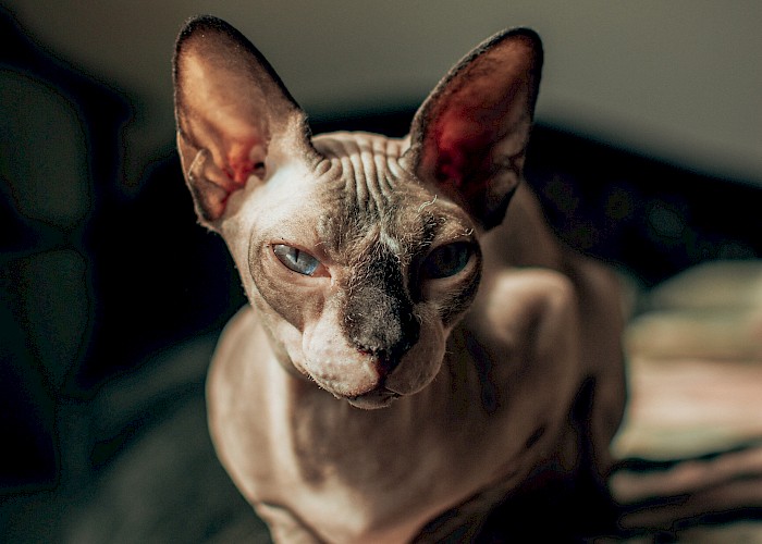 Searching for a Professional Cat Sitter in and Around Oxford?