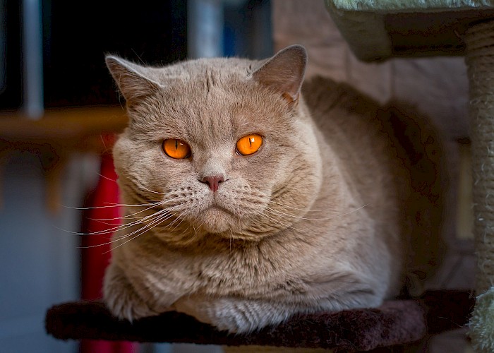 St Albans Cat Owners Group