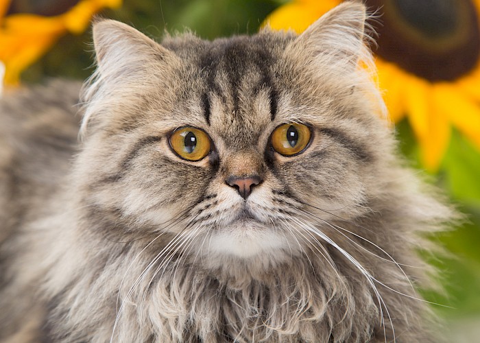 Harpenden, Wheathampstead & Redbourn Cat Owners Facebook Group