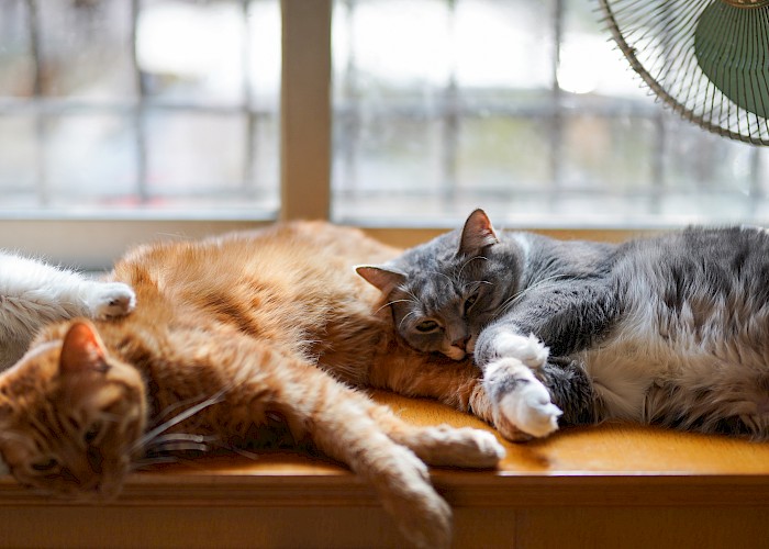 Bromley Cat Owners