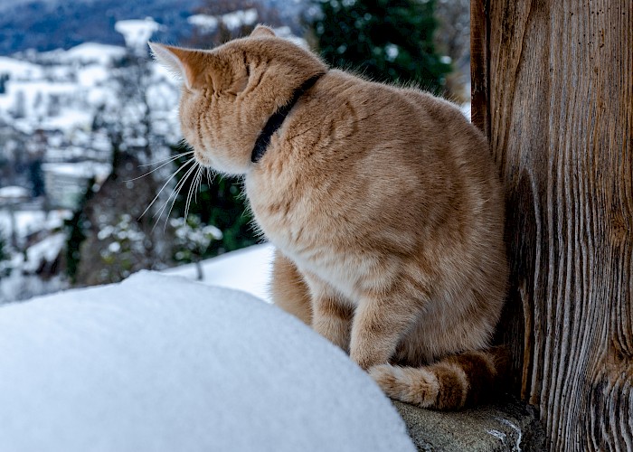 Keep Your Cat Safe and Happy This Winter