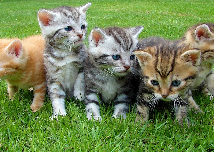 What Are Your Options If You Love Cats But Can