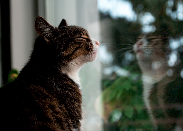 The Importance of a Familiar Environment, Diet and Routine For Your Cat Whilst Your Away
