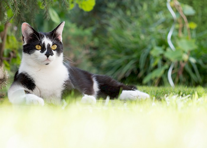 Thame & Aylesbury Cat Owners