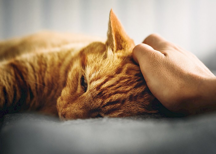 How to Find the Purr-fect Feline Companion for Your Family