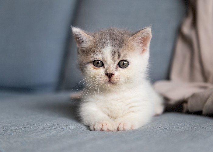 Kitten Day Care in Your Own Home