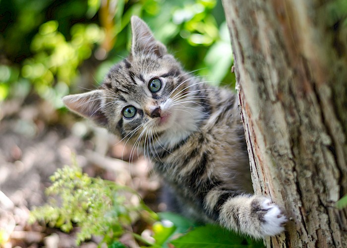 Giving Something Back: A Day in the Life of a Catline Volunteer