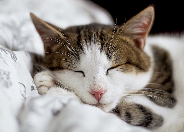 Chichester & Bognor Regis Cat Owners