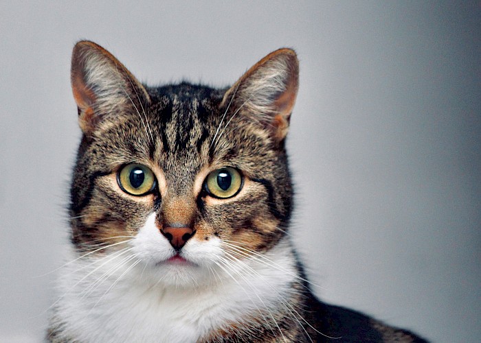 Rossendale Cat Owners