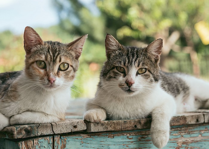 Make Your Miles Count by Taking Part in Cats Protection