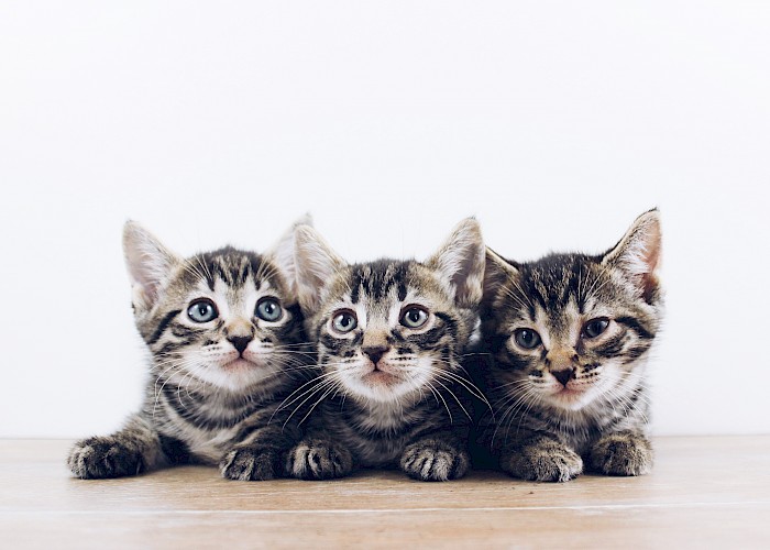 The Cat Butler Rossendale Takes Part in Cat Protection