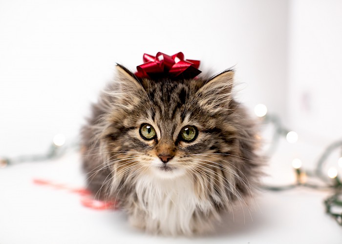 Thame Franchisee Holds Festive Fundraiser For a PAWSOME Cause