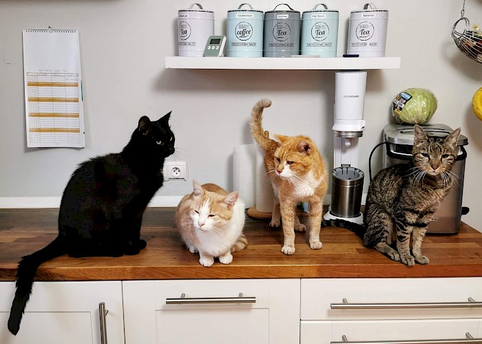 Mark Expands His Cat Butler Team in Oxford