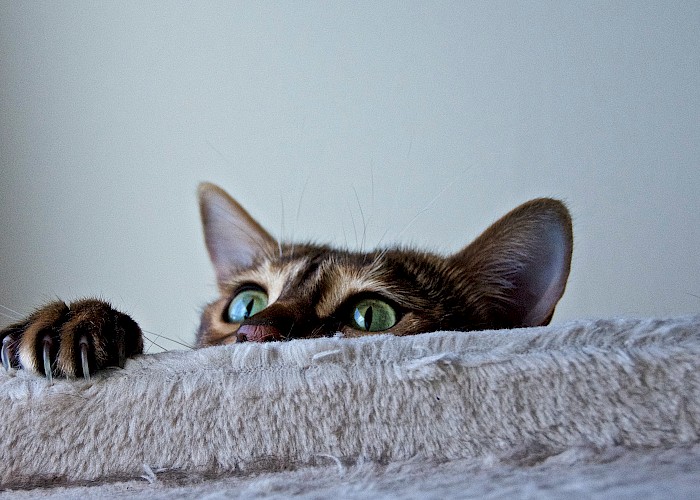 Being a Cat Butler is the Best Job in the World!