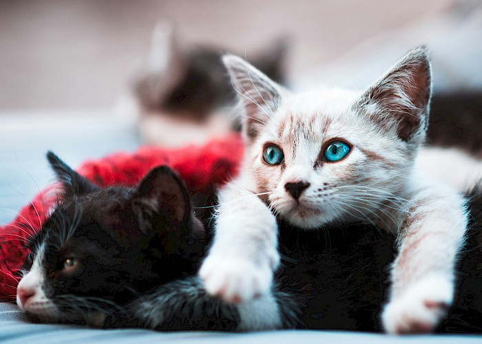 Getting to Know Our Cat Paw-rents