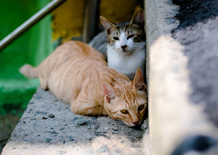 The Cat Butler Rossendale Becomes a Cats Protection Volunteer
