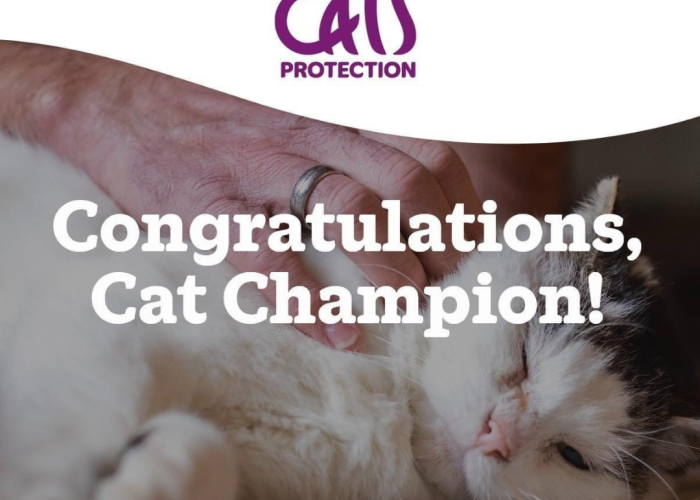 A Pawsitive Journey: The Cat Butler Molesey is a Cat Champion!