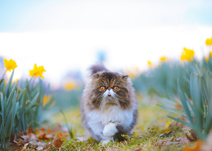 The Hidden Danger of Daffodils to Cats