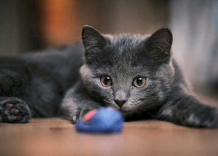 Navigating Kitten Season: A Guide for Prospective Cat Owners