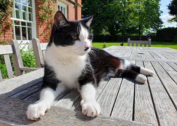 Happy First Birthday to The Cat Butler Chichester!