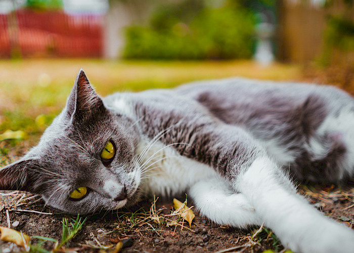 A Day in the Life of a Cats Protection Volunteer