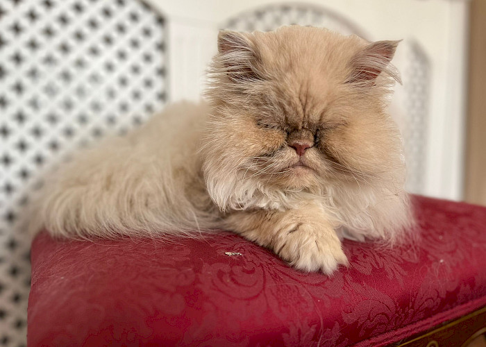Celebrating June 16: Mature Moggies Day