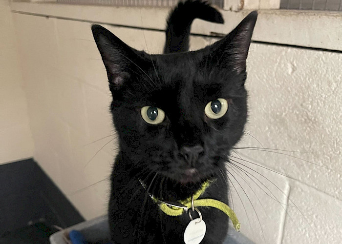 Jet & Smokey Land on Their Paws in a New Furr-ever Home
