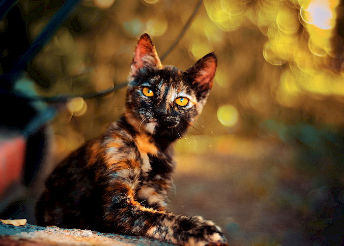 Stourbridge Cat Owners