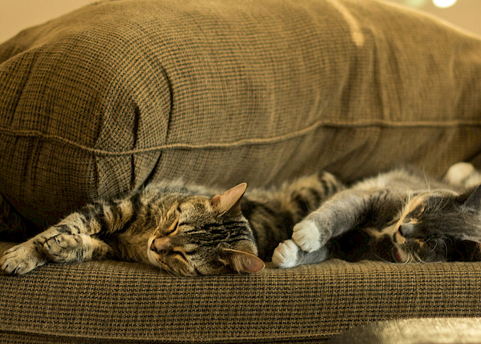 The Cat Butler Thame Celebrates Her First Anniversary of Pawsome Service & Success
