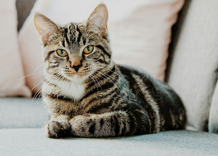 Tamworth & Surrounding Areas Cat Owners