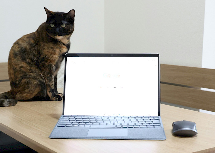 Discover Your Ideal Cat-Sitter in Tamworth, Sutton Coldfield, Atherstone, Lichfield and Coleshill