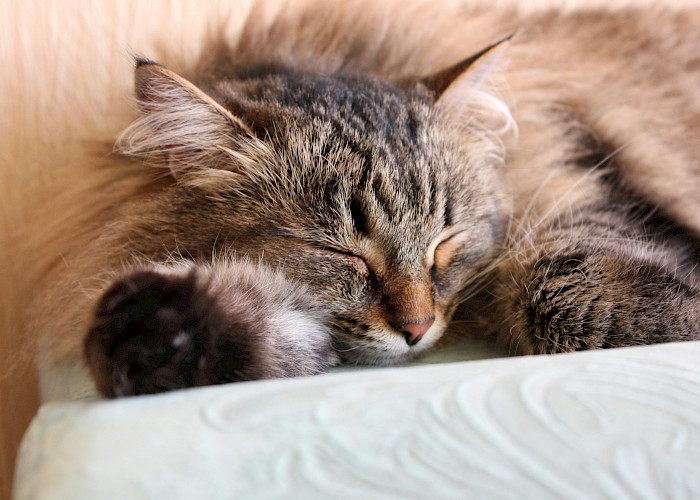 The Cat Butler Derby Celebrates One Year of Pawsome Service!