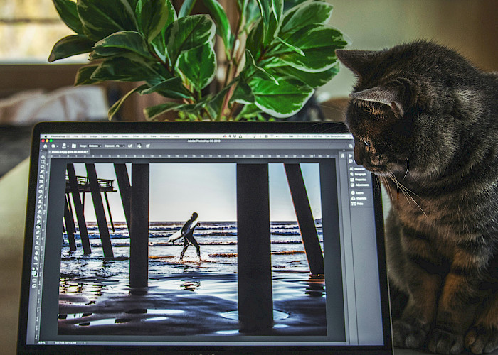 Searching for a Professional Cat Sitter in and around Stourbridge?