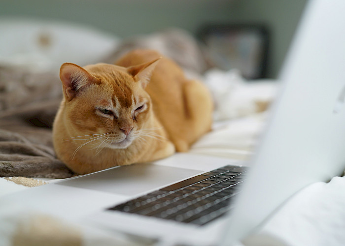 Find Your Purr-fect Cat Sitter In Weybridge and surrounding areas