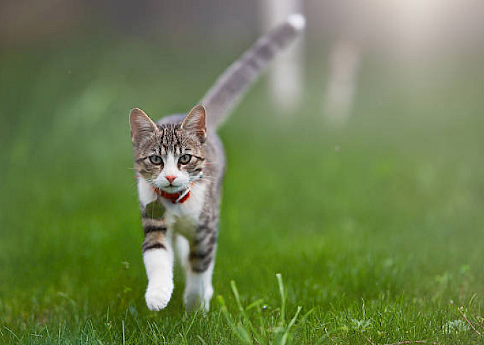 Rachel Dasley, The Cat Butler Franchisee from Tamworth: Making a Difference as a Scan Angel